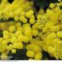 Acacia dealbata