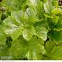 Acanthus mollis 'Hollards Gold'