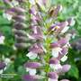 Acanthus mollis