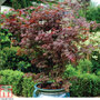 Acer palmatum 'Atropurpureum'