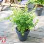 Acer palmatum 'Going Green®'
