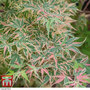 Acer palmatum 'Beni-Shichi-Henge'