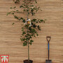 Acer grosseri var. hersii