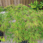 Acer palmatum 'Seiryu'