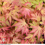 Acer palmatum 'Orange Dream'