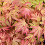 Acer palmatum 'Orange Dream'