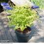 Acer palmatum 'Anne Irene®'