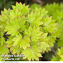 Acer Shirasawanum Aureum