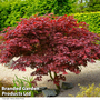 Acer palmatum 'Bloodgood'