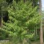 Acer campestre 'Elsrijk' (Mature Tree)