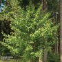Field Maple (Mature Tree)
