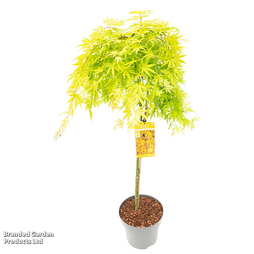 Acer palmatum 'Cascade Citrine'