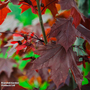 Acer platanoides 'Crimson King' (Mature Tree)