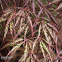 Acer palmatum 'Crimson Queen'