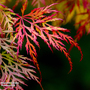 Acer palmatum 'Dissectum'