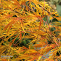 Acer palmatum 'Dissectum'