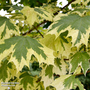 Acer platanoides 'Drummondii' (Mature Tree)