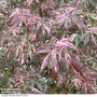 Acer palmatum 'Extravaganza'