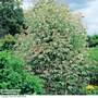 Acer negundo 'Flamingo' (Mature Tree)