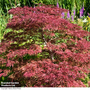 Acer palmatum 'Inaba-Shidare'