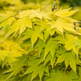 Acer Shirasawanum 'Jordan'