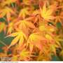 Acer palmatum 'Katsura'