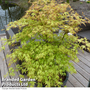 Acer palmatum 'Katsura'