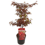Acer palmatum 'Little Red'