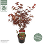 Acer palmatum 'Livy'