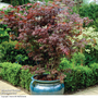 Acer palmatum 'Atropurpureum'