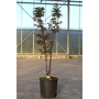 Acer palmatum 'Red Emperor'