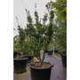 Acer palmatum 'Shishigashira'