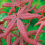 Acer palmatum 'Starfish'