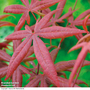 Acer palmatum 'Starfish'