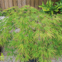 Acer palmatum 'Seiryu'