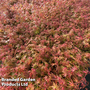 Acer palmatum 'Phoenix'