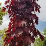 Acer platanoides 'Crimson Sentry' (Mature Tree)