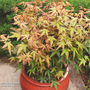 Acer palmatum 'Redwine'