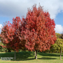 Acer palmatum var. dissectum 'Rubrum' (Mature Tree)