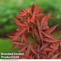 Acer palmatum 'Shaina'