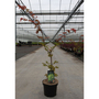 Acer shirasawanum 'Autumn Moon'