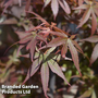 Acer palmatum 'Skeeters Broom'