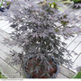 Acer palmatum 'Sumi-nagashi'