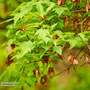 Acer tataricum ginnala (Mature Tree)
