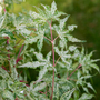 Acer palmatum 'Ukigumo'