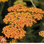Achillea 'Terracotta'