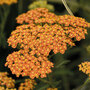 Achillea 'Terracotta'