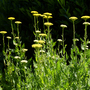 Achillea filipendulina 'Cloth of Gold'