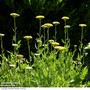 Achillea filipendulina 'Cloth of Gold'