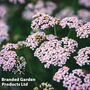 Achillea sibirica camschatica 'Love Parade'